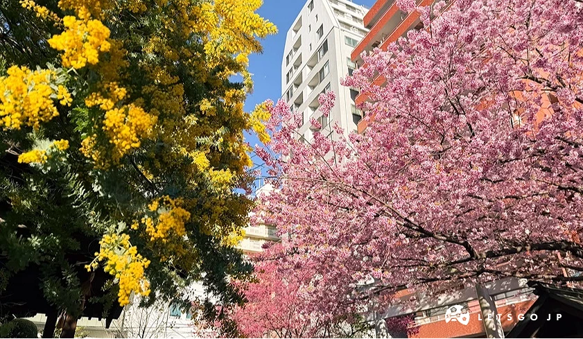 藏前神社櫻花和金合歡爭艷